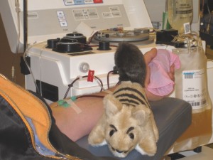 Bernard Bandicoot Plasma Donation Aug2015 s