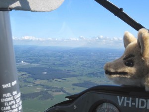 Bernard Bandicoot enjoying the view Bernard Bandicoot enjoying the view s